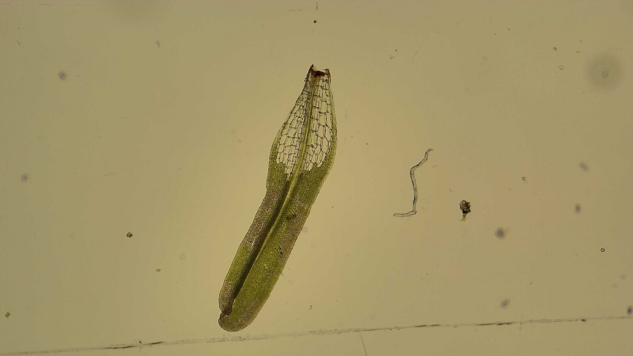Syrrhopodon ligulatus