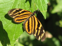 Eueides isabella eva