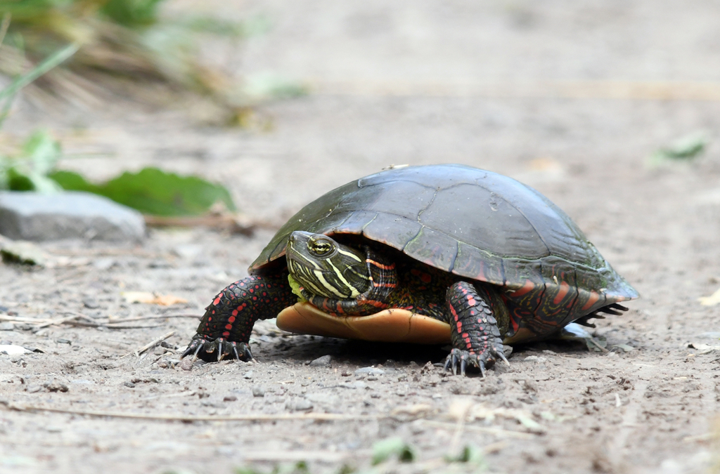 Midland Painted Turtle (Flora & Fauna of Belle Island) · iNaturalist