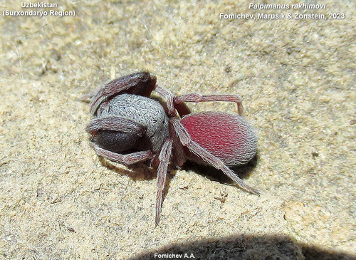 Palpimanus rakhimovi photographed in Uzbekistan