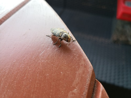 Buprestis bertheloti