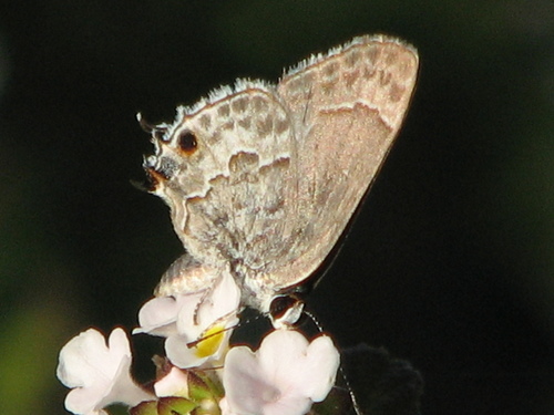 Lacey's Scrub-Hairstreak photo 2