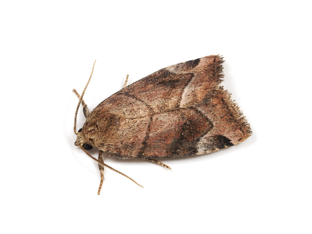 Cosmia spurcopyga