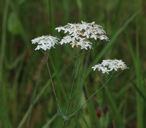 Image of Sabatia macrophylla by (c) Lauren McLaurin, some rights reserved (CC BY)