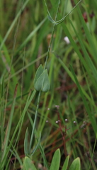 Sabatia macrophylla macrophylla