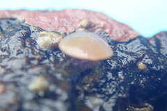 Laqueus californicus