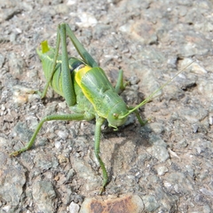 Polysarcus denticauda