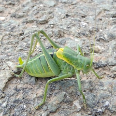Polysarcus denticauda