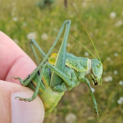 Polysarcus denticauda