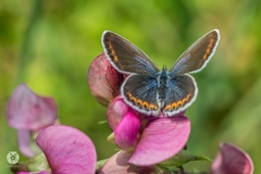 Plebejus argyrognomon