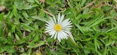 Symphyotrichum vahlii, photograph (c) Cesar Ormazabal, some rights reserved (CC BY)