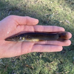 Pike Killifish photo 4