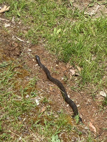 Tiger Snake sighting