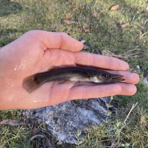 Pike killifish (Belonesox belizanus) — Poeciliidae — 2