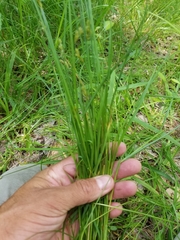 Carex crawfordii