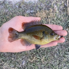 Spotted Sunfish photo 3