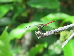 Agrionoptera similis