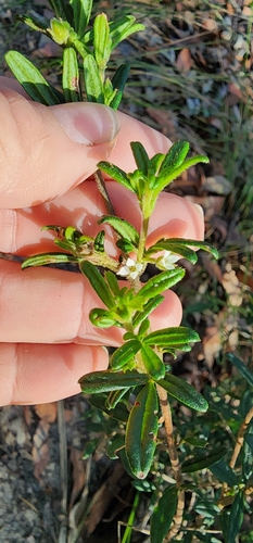 Image of Zieria pilosa by (c) Nic Usher, some rights reserved (CC BY)