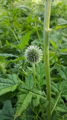 Echinops exaltatus