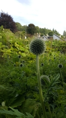 Echinops exaltatus