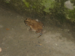 Duttaphrynus melanostictus