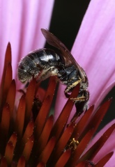 Lasioglossum pectorale