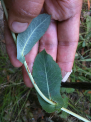 Lactuca virosa