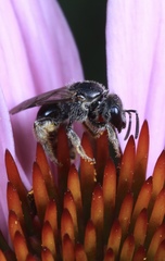Lasioglossum pectorale