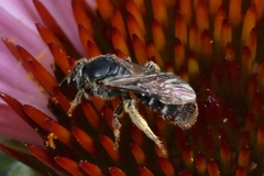 Lasioglossum pectorale
