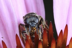 Lasioglossum pectorale