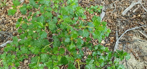 Ribes cucullatum (Ribes cucullatum)