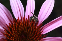 Lasioglossum pectorale