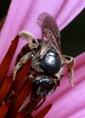Lasioglossum pectorale