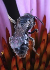 Lasioglossum pectorale