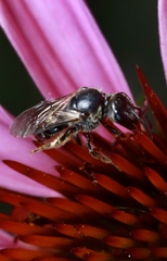 Lasioglossum pectorale