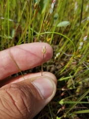 Juncus stygius americanus