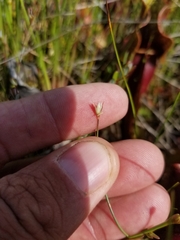 Juncus stygius americanus