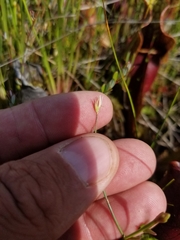 Juncus stygius americanus