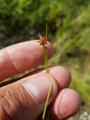 Juncus nodosus