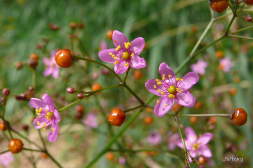 Talinum paniculatum
