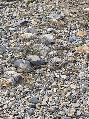 Blue-bellied Black Snake sighting