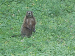 Marmota monax