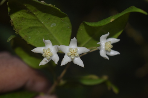 Hoya cembra Kloppenb. 2