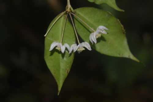 Hoya cembra Kloppenb. 3