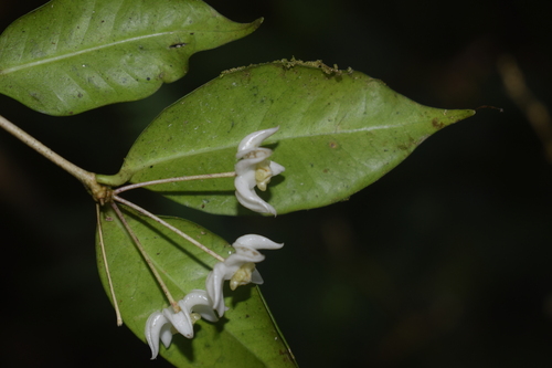 Hoya cembra Kloppenb. 4