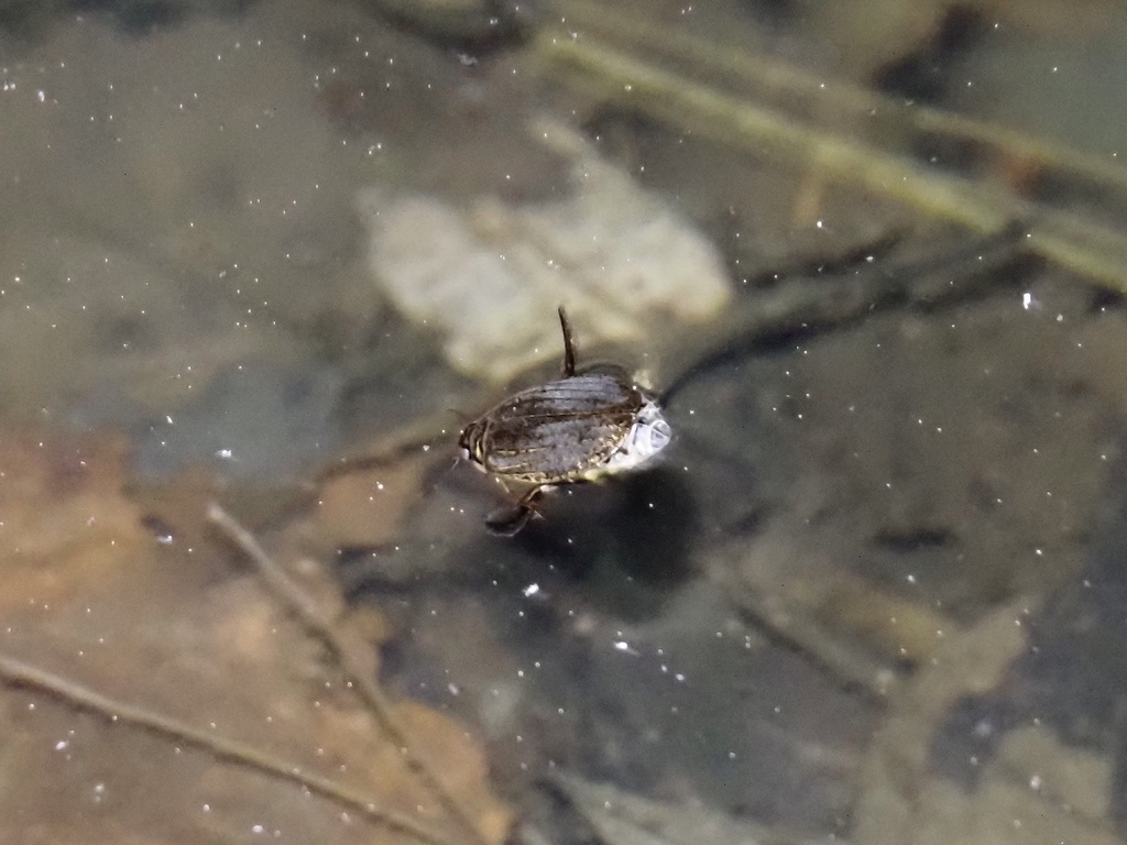 Acilius japonicus