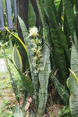 Sansevieria trifasciata