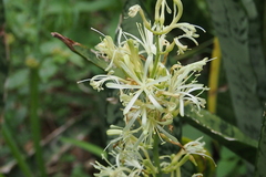 Sansevieria trifasciata