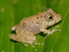 Labiated Rainfrog photo 2