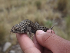 Sceloporus bicanthalis